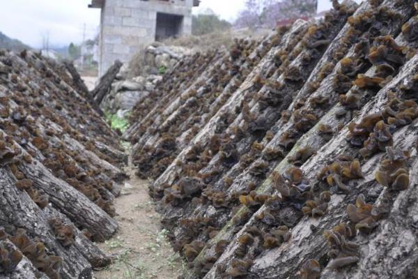 黑木耳种植条件,菌丝生长不需要光线,出菇需要光线
