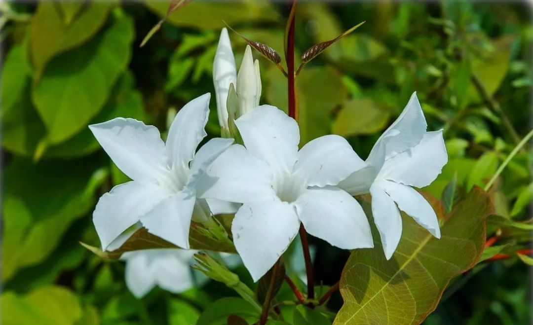 飘香藤花图片