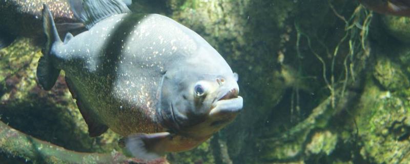 食人鱼的天敌有哪些,附品种介绍和分布地区