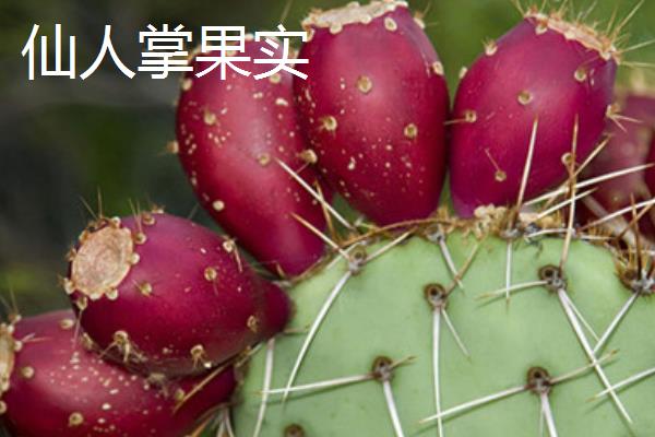 火龙果是仙人掌的果实吗,仙人掌会接果实吗?