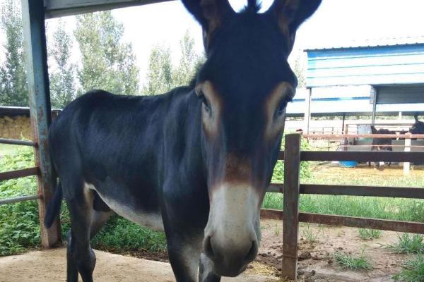 德州驴养殖技术,讲究少喂勤添的原则