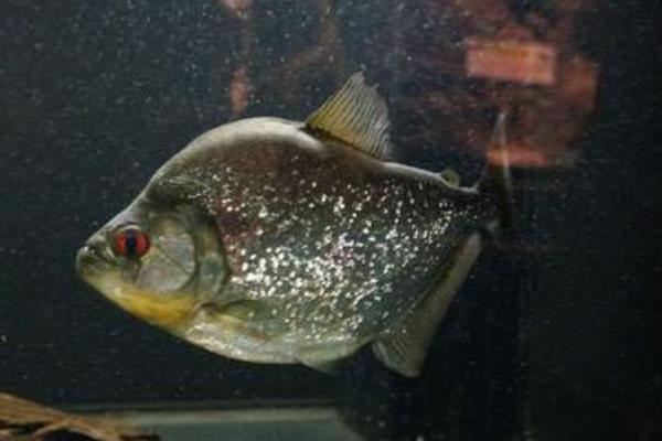 食人鱼的天敌有哪些,附品种介绍和分布地区