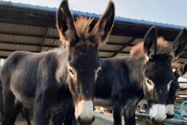 德州驴养殖技术,讲究少喂勤添的原则
