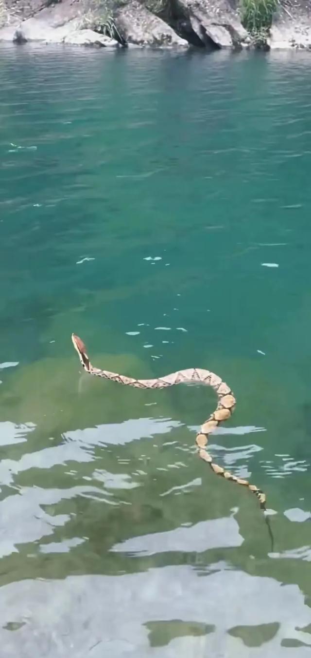 望而生畏!广西桂林,有村民在野外河里,发现一条好会游泳的黄蛇