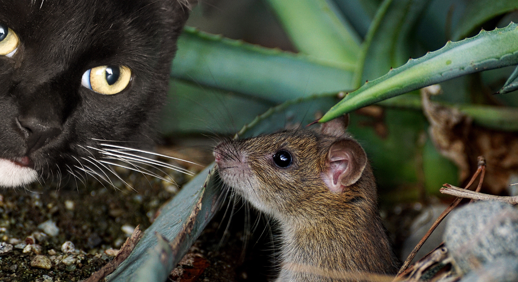 猫为什么爱吃老鼠,吃了不会生病吗?生了病会不会传染给人?