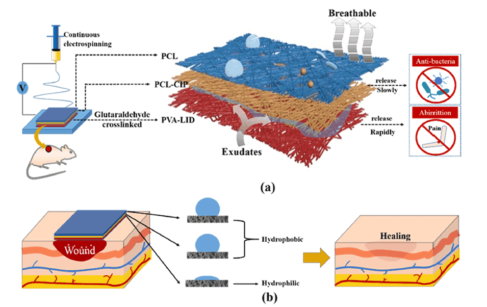 具有非对称润湿性的三层纳米纤维敷料,用于伤口愈合