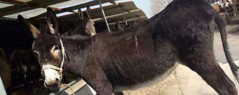 德州驴养殖技术,讲究少喂勤添的原则