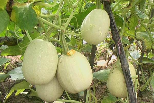 金丝瓜种植技术,可直播或育苗移栽