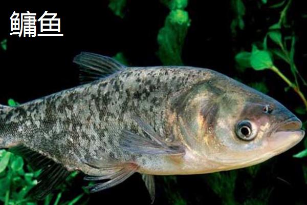 常见淡水鱼有哪些,不同鱼种的特点不同