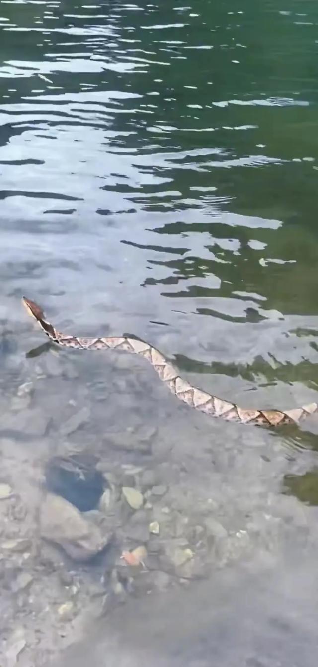 望而生畏!广西桂林,有村民在野外河里,发现一条好会游泳的黄蛇