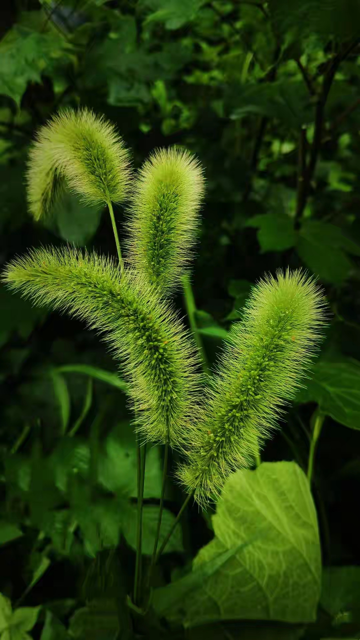 狗尾巴草造型图片图片