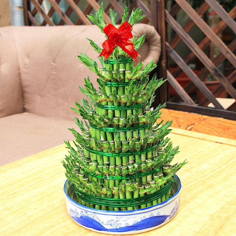 富贵竹生虫不用慌,安全度夏有妙招