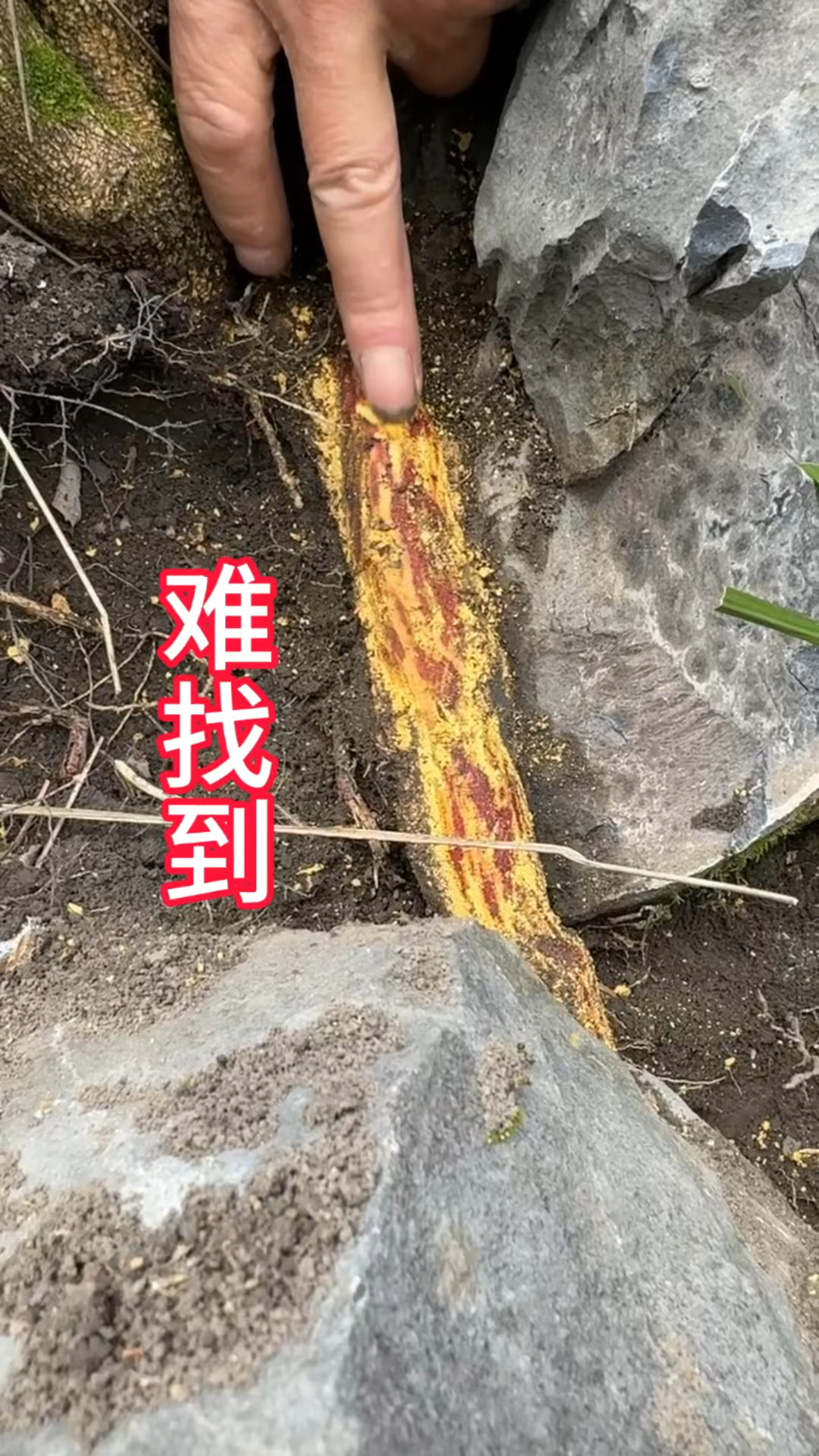 农村生活,一日一植物,三农,飞龙掌血.