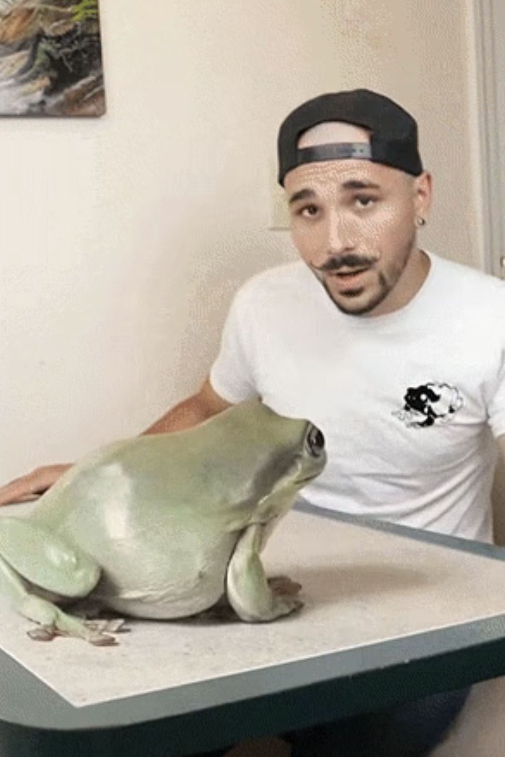 真的开了眼界了,青蛙竟然可以长这么大,这是什么品种得青蛙呢?