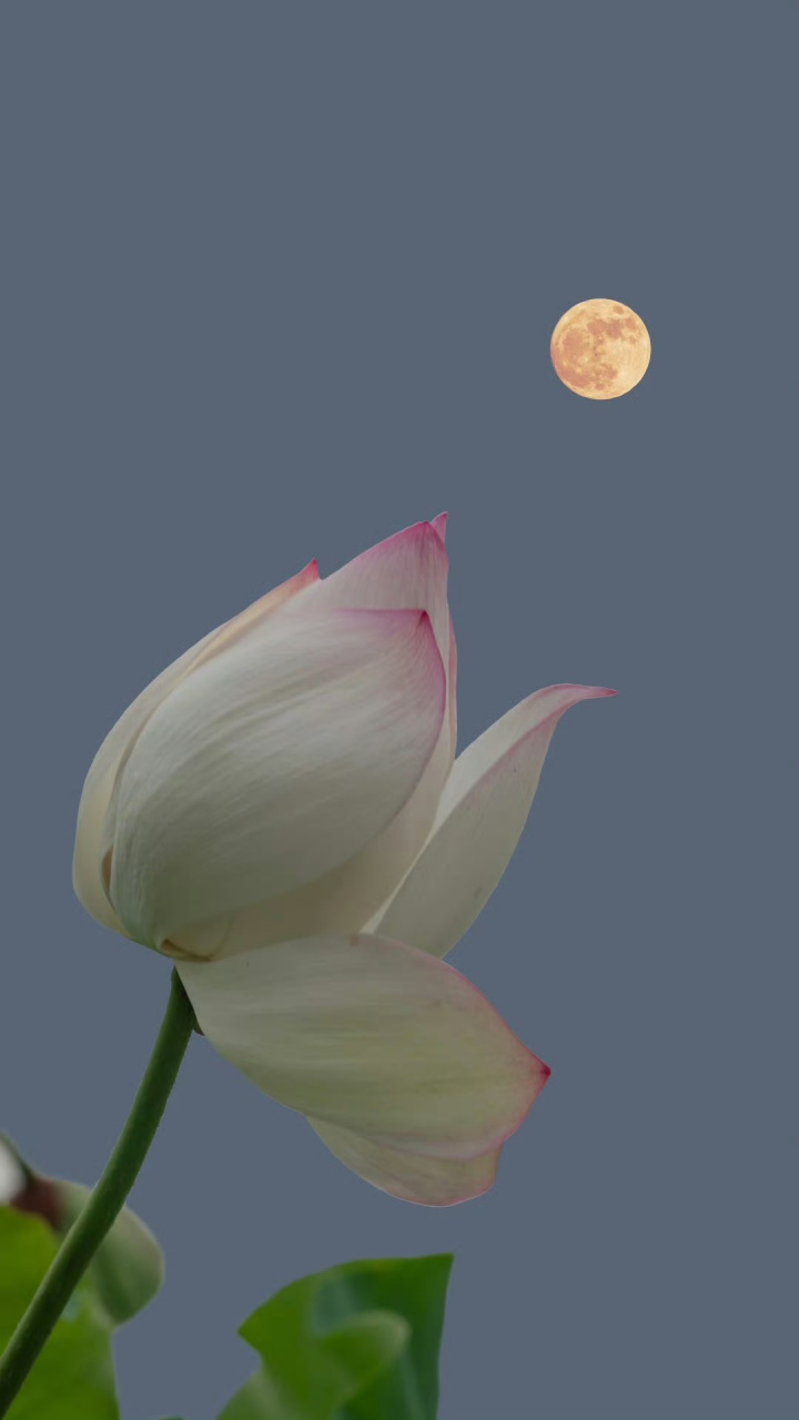 荷塘月色:荷花与月郎的夏夜之约  #动态夏日征集令# #动态连更挑战