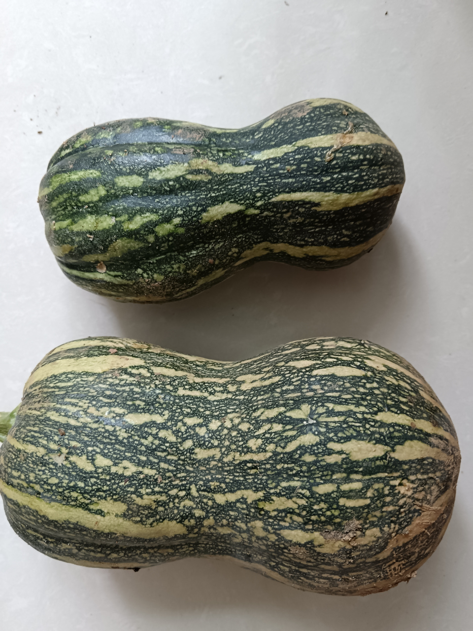 下图的瓜,有长的,有圆的.俺们这里通通叫它们"方瓜".