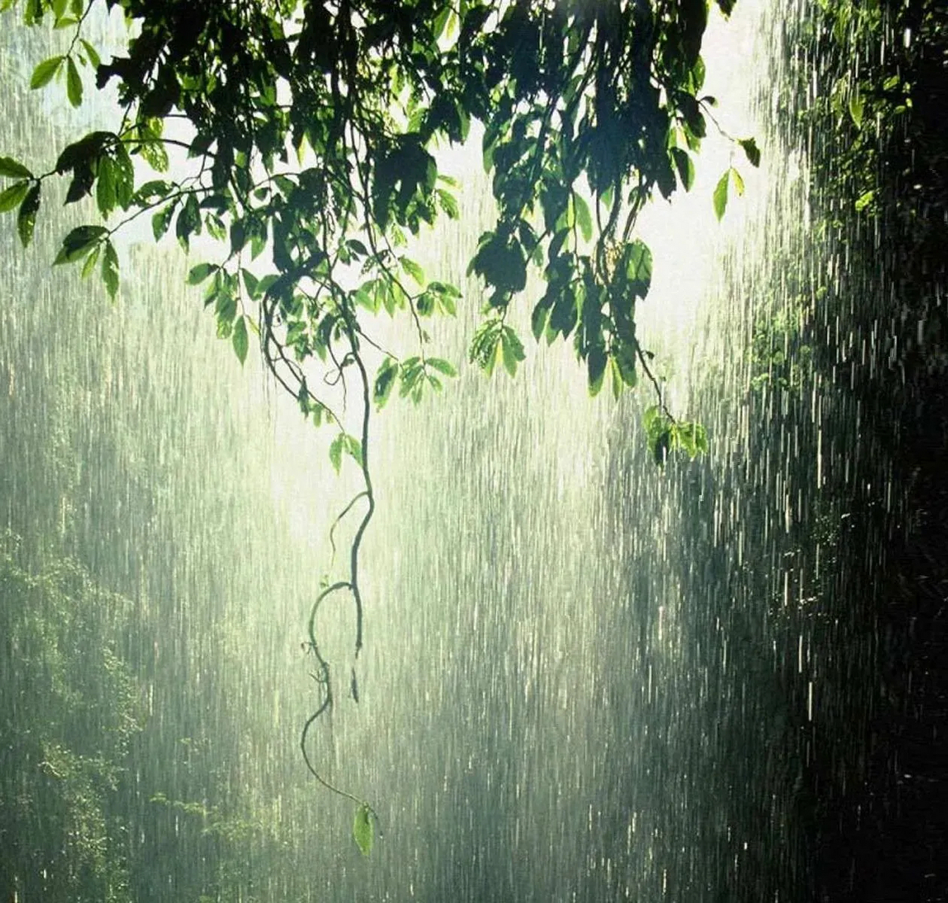 芭蕉夜雨图片欣赏图片