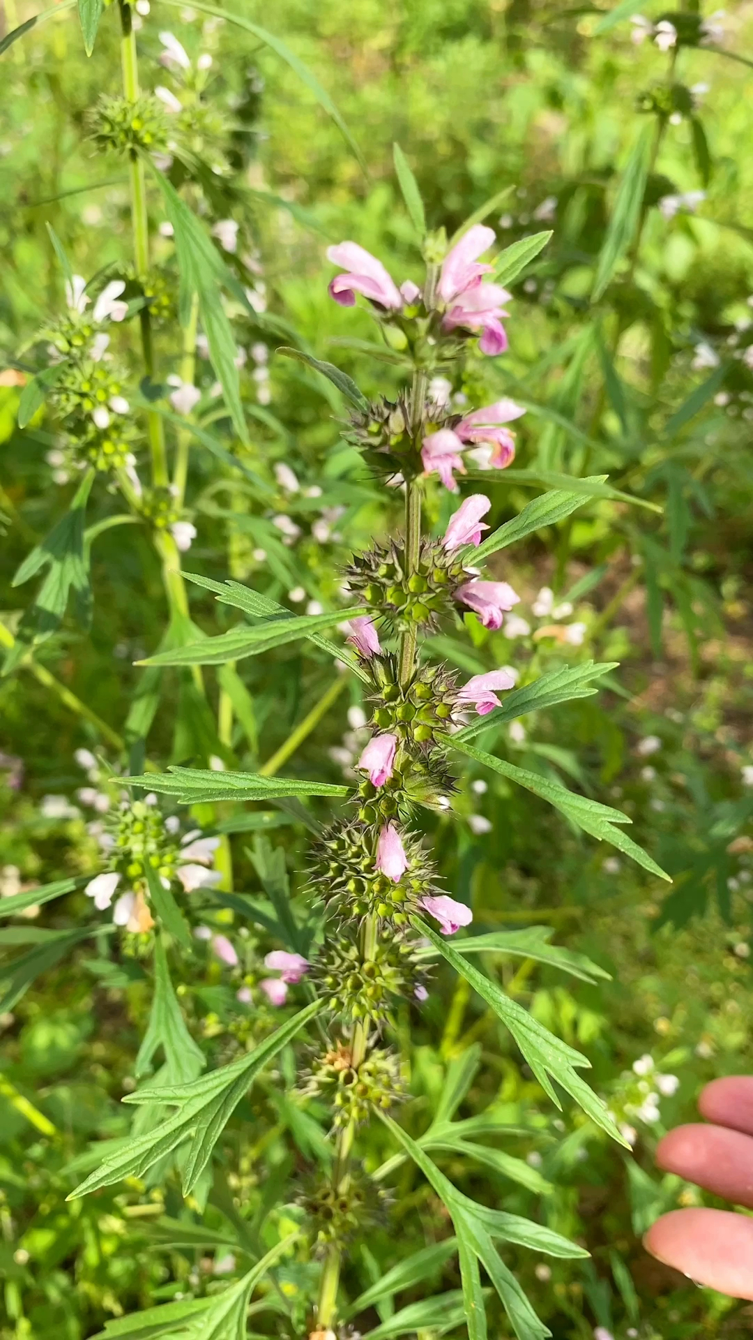 鸡血藤很多人都不认识,生长在大山里面,山里人经常砍一点回来