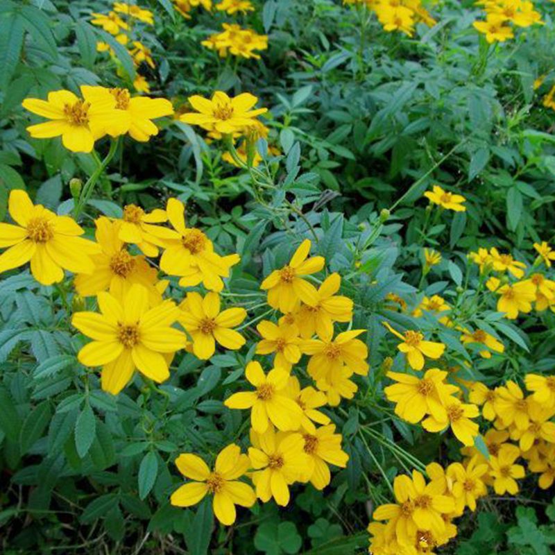 芳香万寿菊(tagetes lemmonii),又名墨西哥金盏菊(mexican marigold)