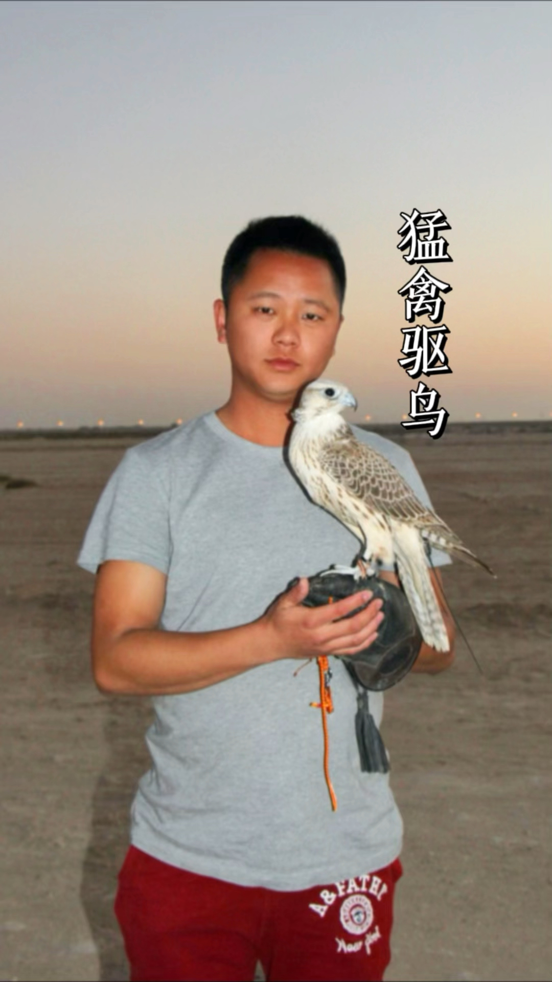 合法猛禽机场农田体育馆驱鸟鹰猎鹰具用品鹰鹘苑合法猛禽栗翅鹰