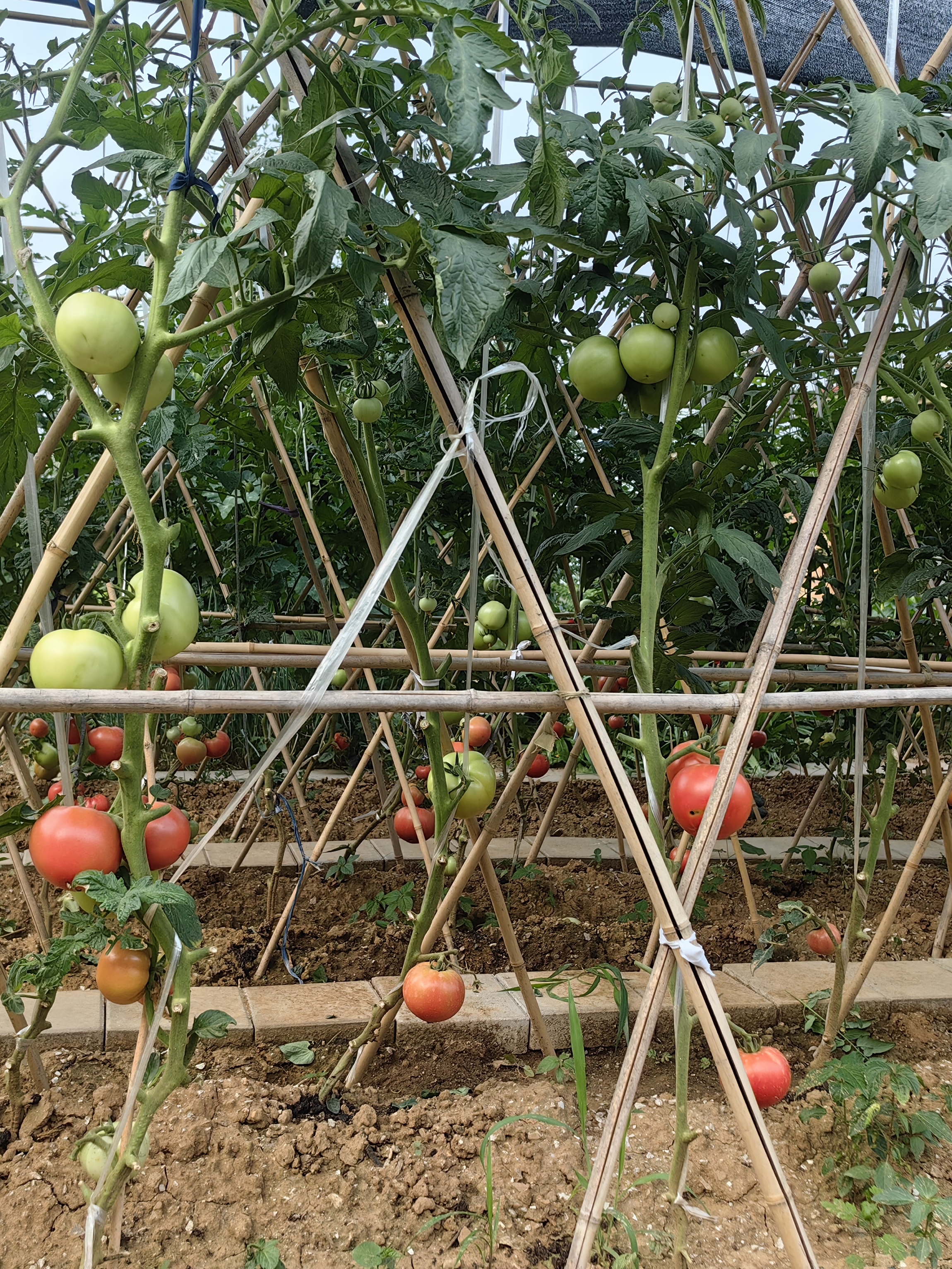 今年栽种的西红柿秧数量不少,粗算下来有六十多棵