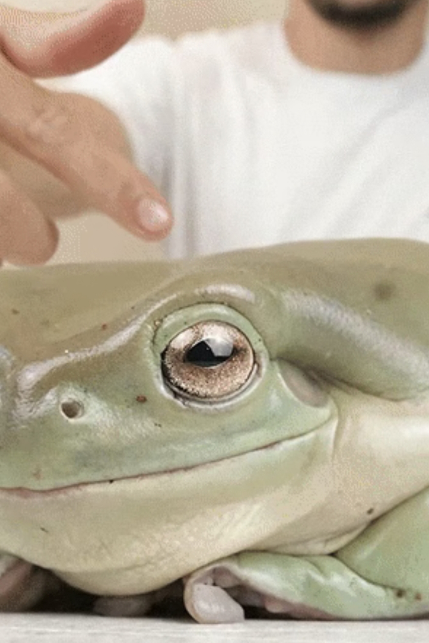 真的开了眼界了,青蛙竟然可以长这么大,这是什么品种得青蛙呢?