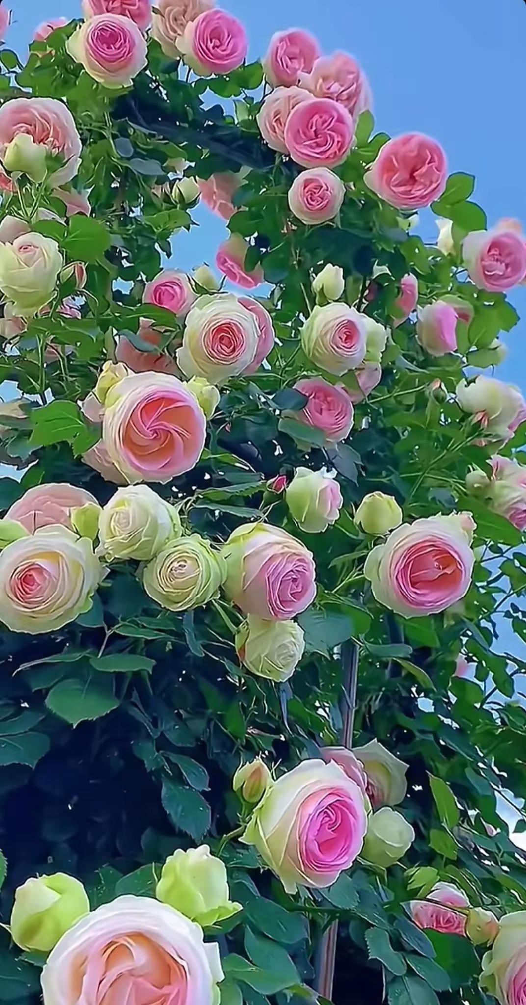 看着满屏的月季花娇艳欲滴,芬芳四溢