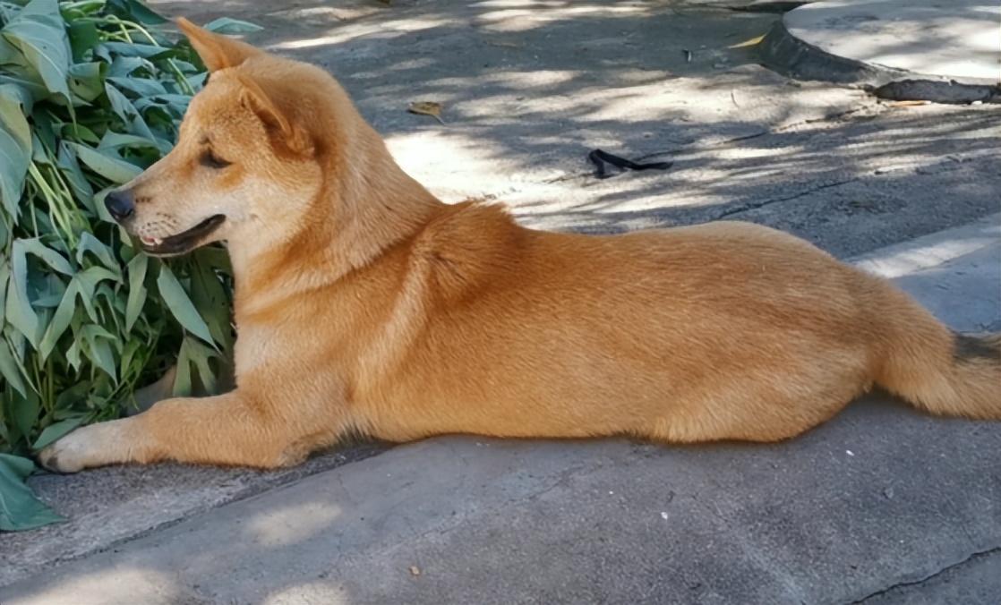 湖南一只大黄狗拒绝被收养,为主人守墓2年,病死后与主人同葬