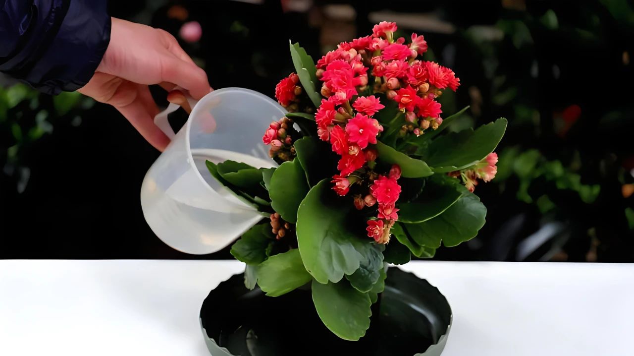 盆栽长寿花浇水全攻略