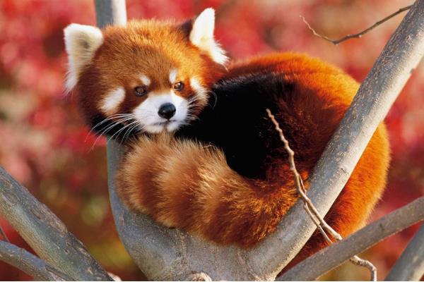 国家二级保护动物有哪些,各有什么特点