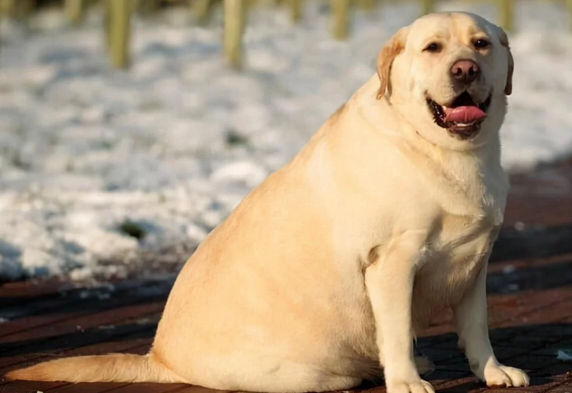 是猪是狗分不清?为什么拉布拉多总被叫拉布拉猪