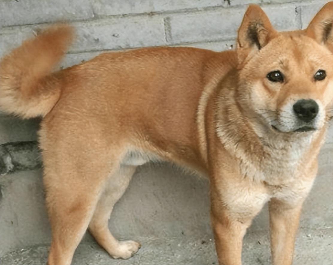 湖南一只大黄狗拒绝被收养,为主人守墓2年,病死后与主人同葬