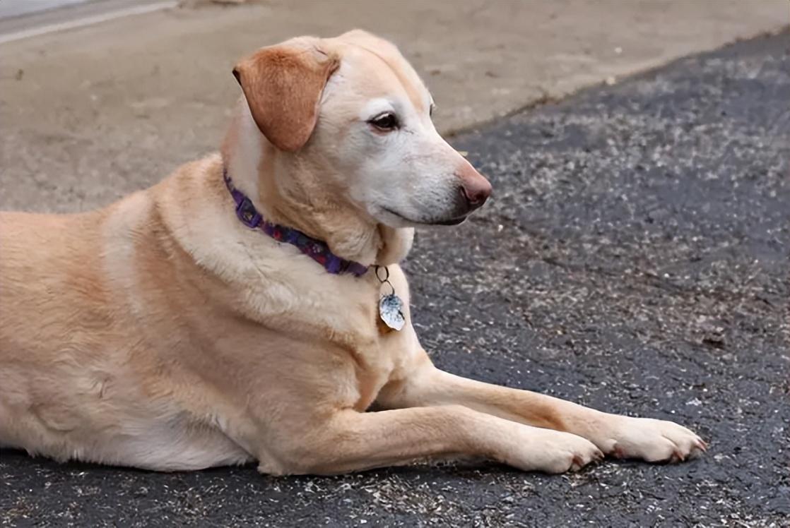 湖南一只大黄狗拒绝被收养,为主人守墓2年,病死后与主人同葬