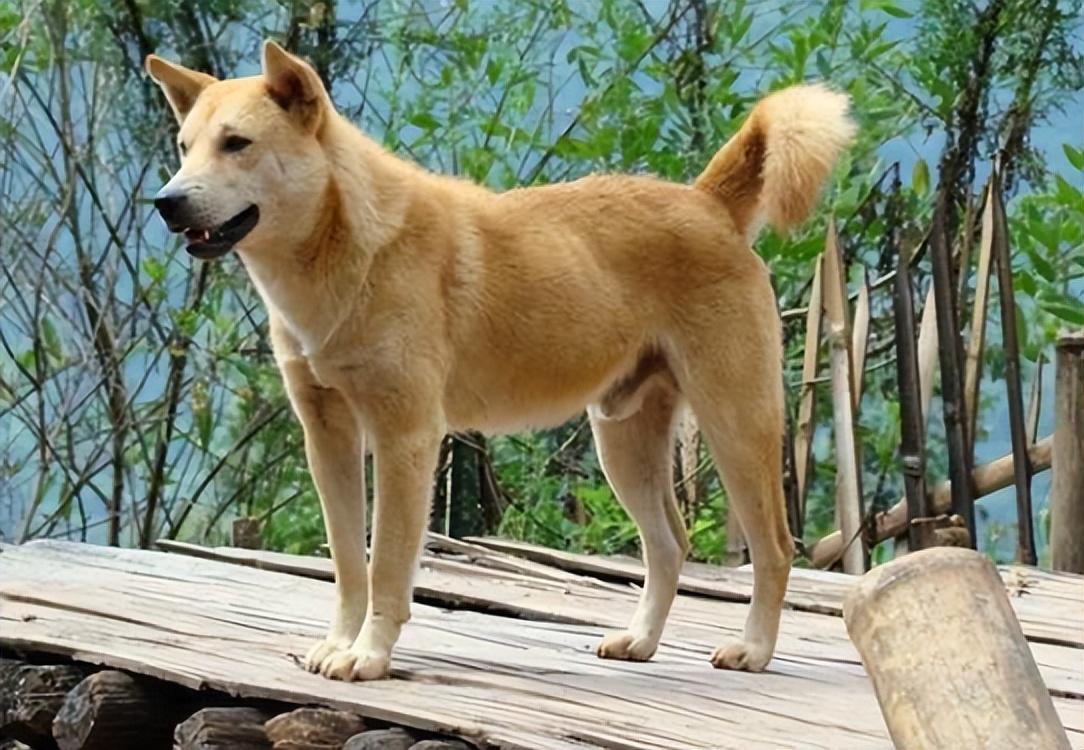 湖南一只大黄狗拒绝被收养,为主人守墓2年,病死后与主人同葬