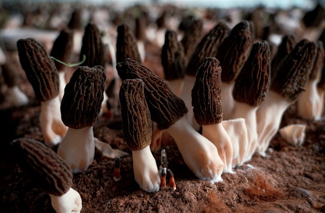 国家富硒食用菌:大自然的恩赐,健康生活的守护者