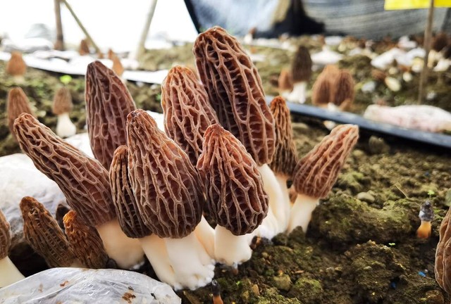 国家富硒食用菌:大自然的恩赐,健康生活的守护者