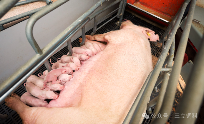小猪到底是3周断奶还是四周断奶?哺乳仔猪的管理方法大有学问