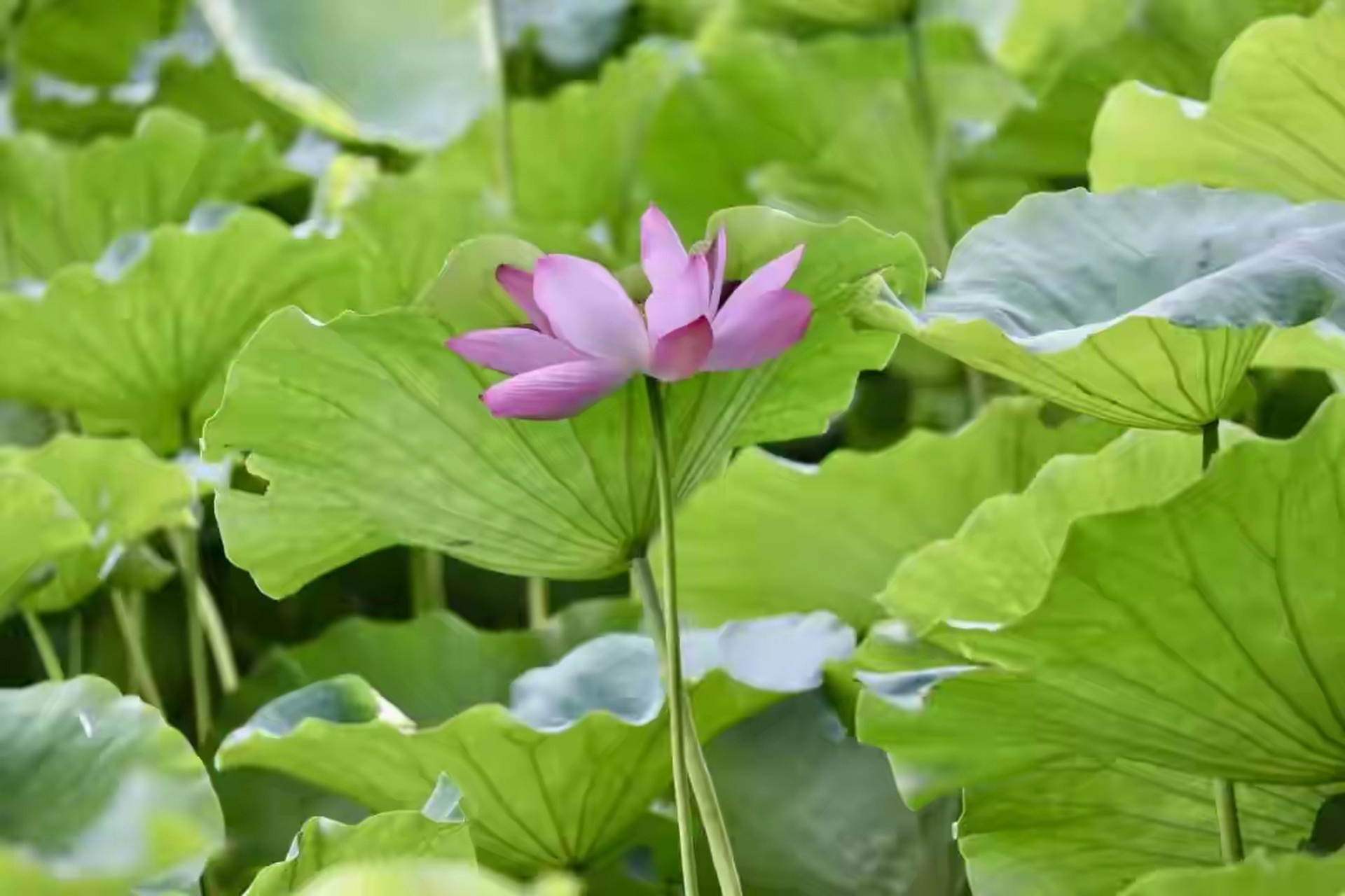 颐和园荷花图片大全图片