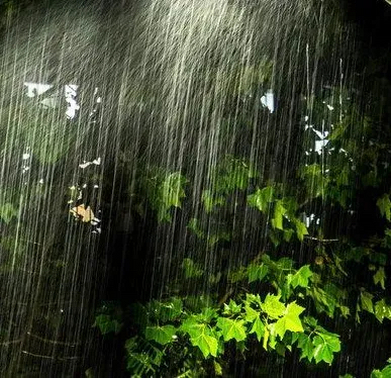 芭蕉夜雨图片欣赏图片