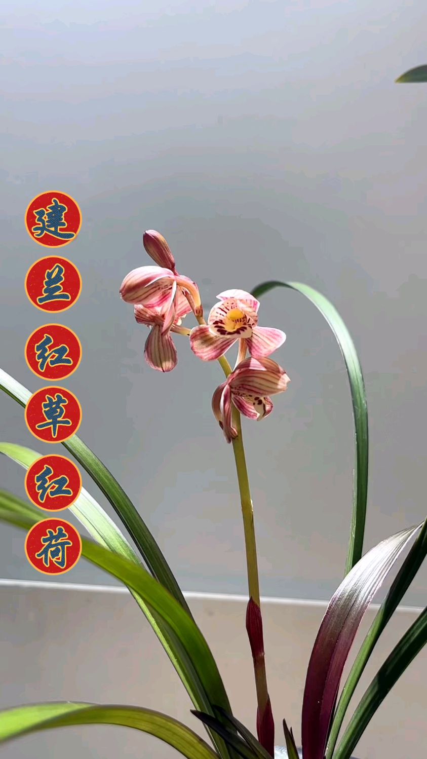 建兰铭品红草红荷