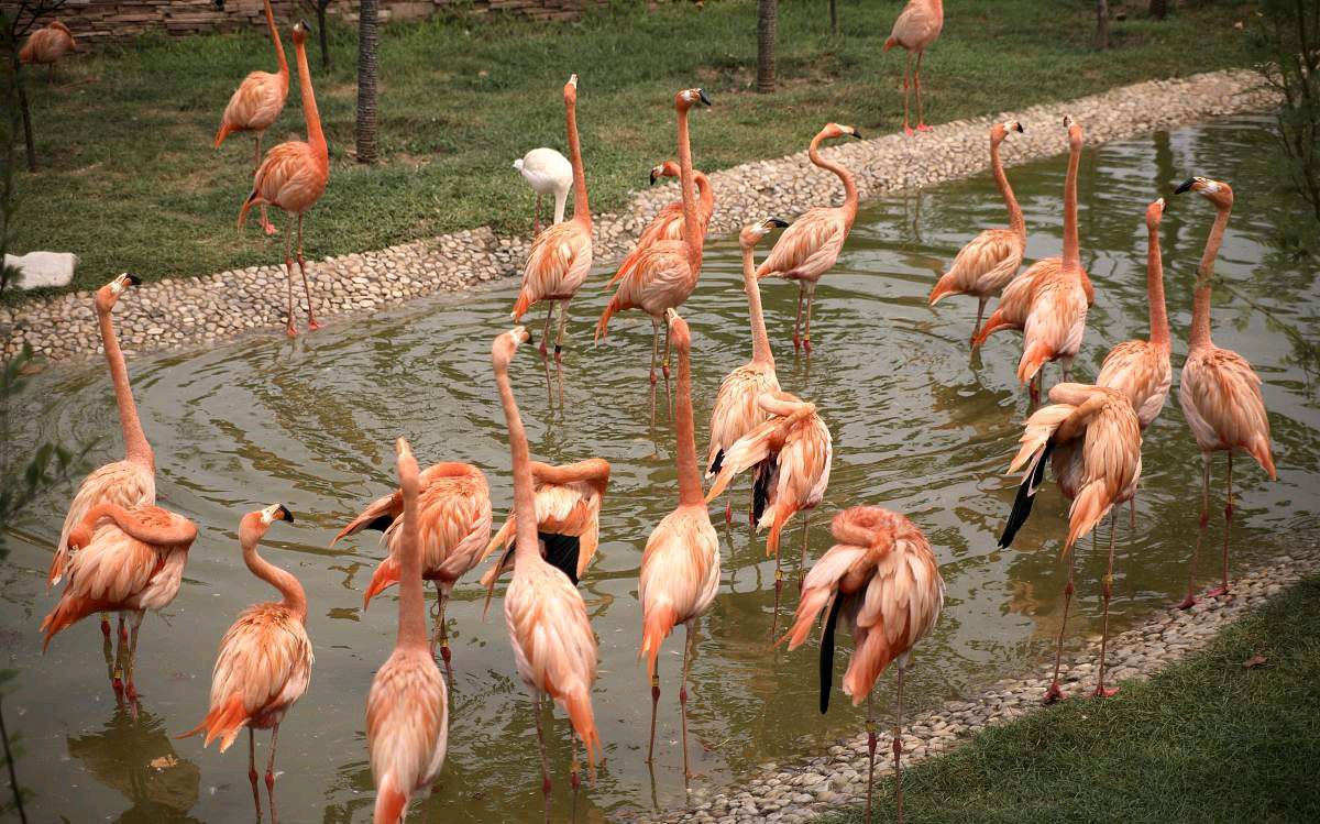 绿意盎然中的生命乐章,探访南宁动物园