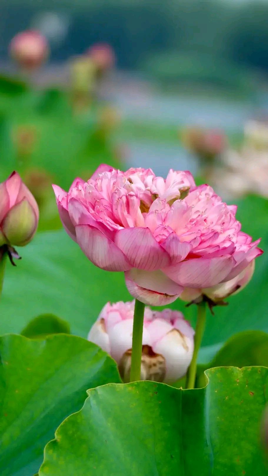 "千瓣莲"是荷花中花瓣最多的品种,也是自然界中花瓣最多的花卉之一.