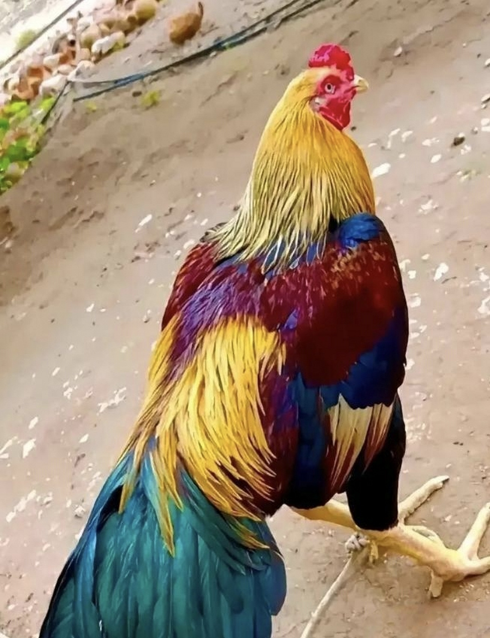 回老家看到村里有只颜色特别好看的鸡.