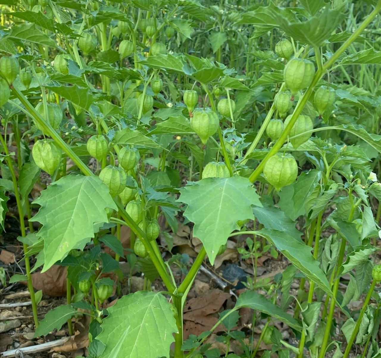 灯笼果怎么种植图片