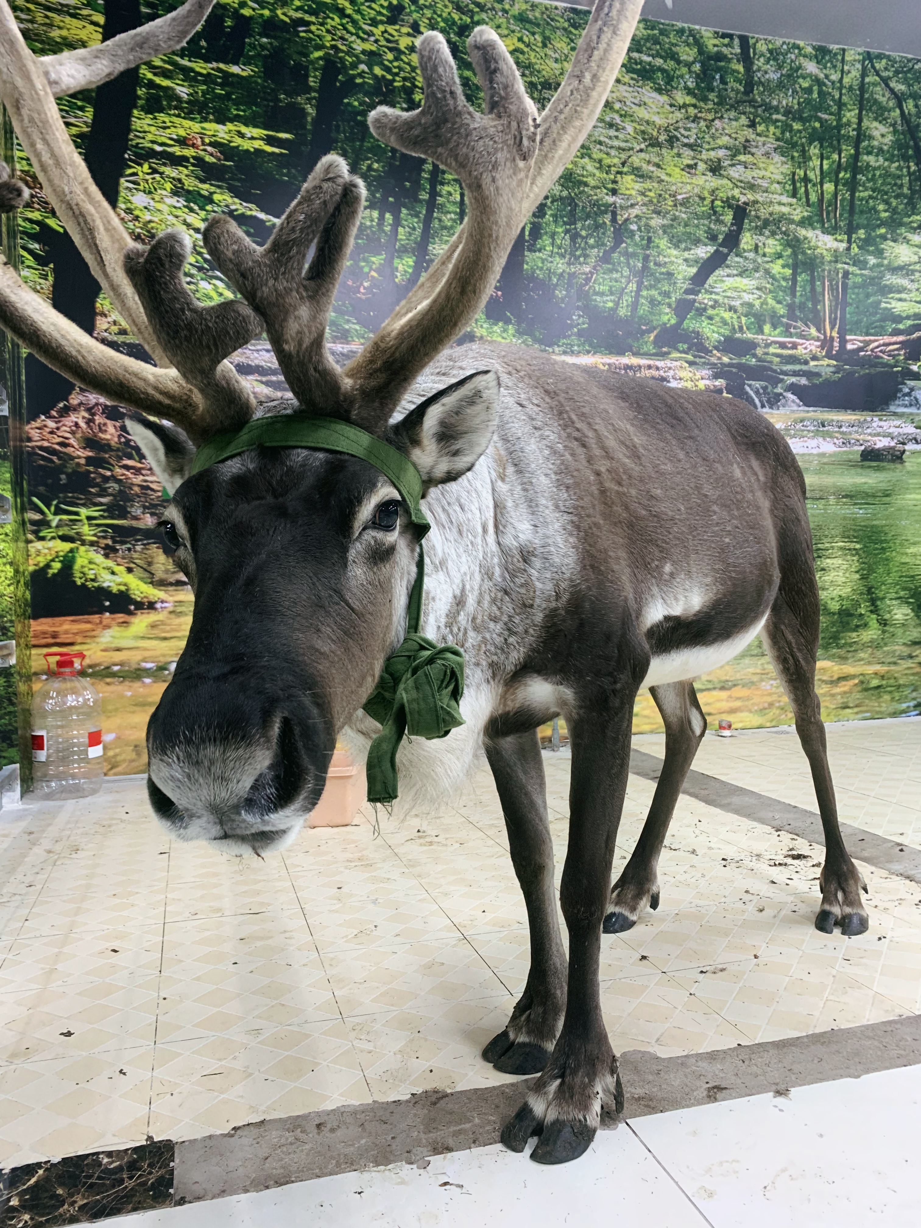 通州喂小动物—室内动物园:羊驼,设特兰矮马,驯鹿近距离接触