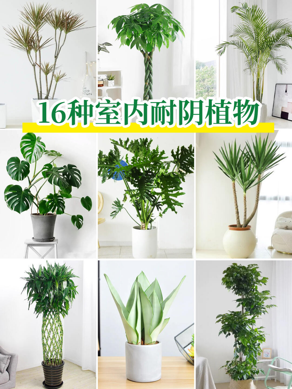 干货|16种耐阴好养的室内植物