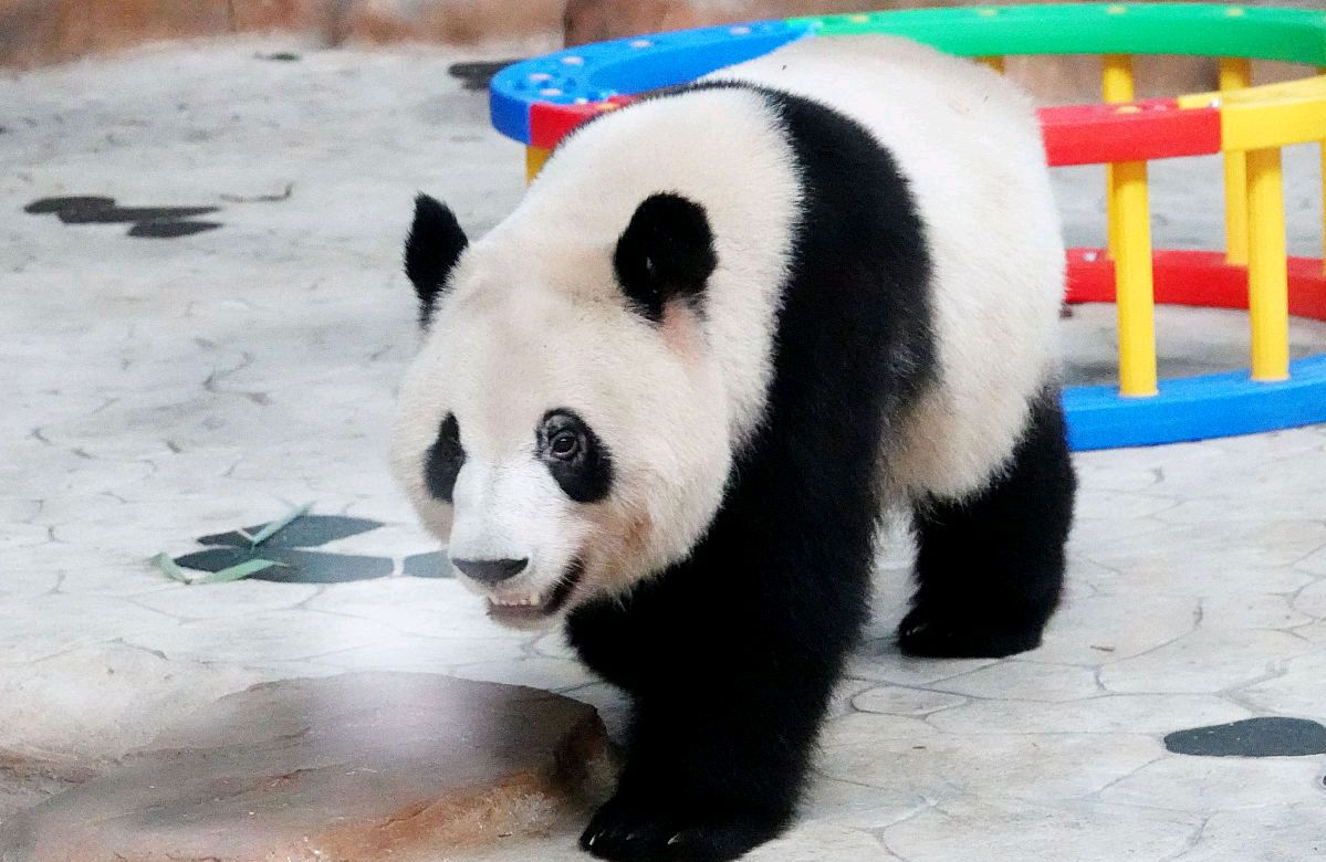 绿意盎然中的生命乐章,探访南宁动物园