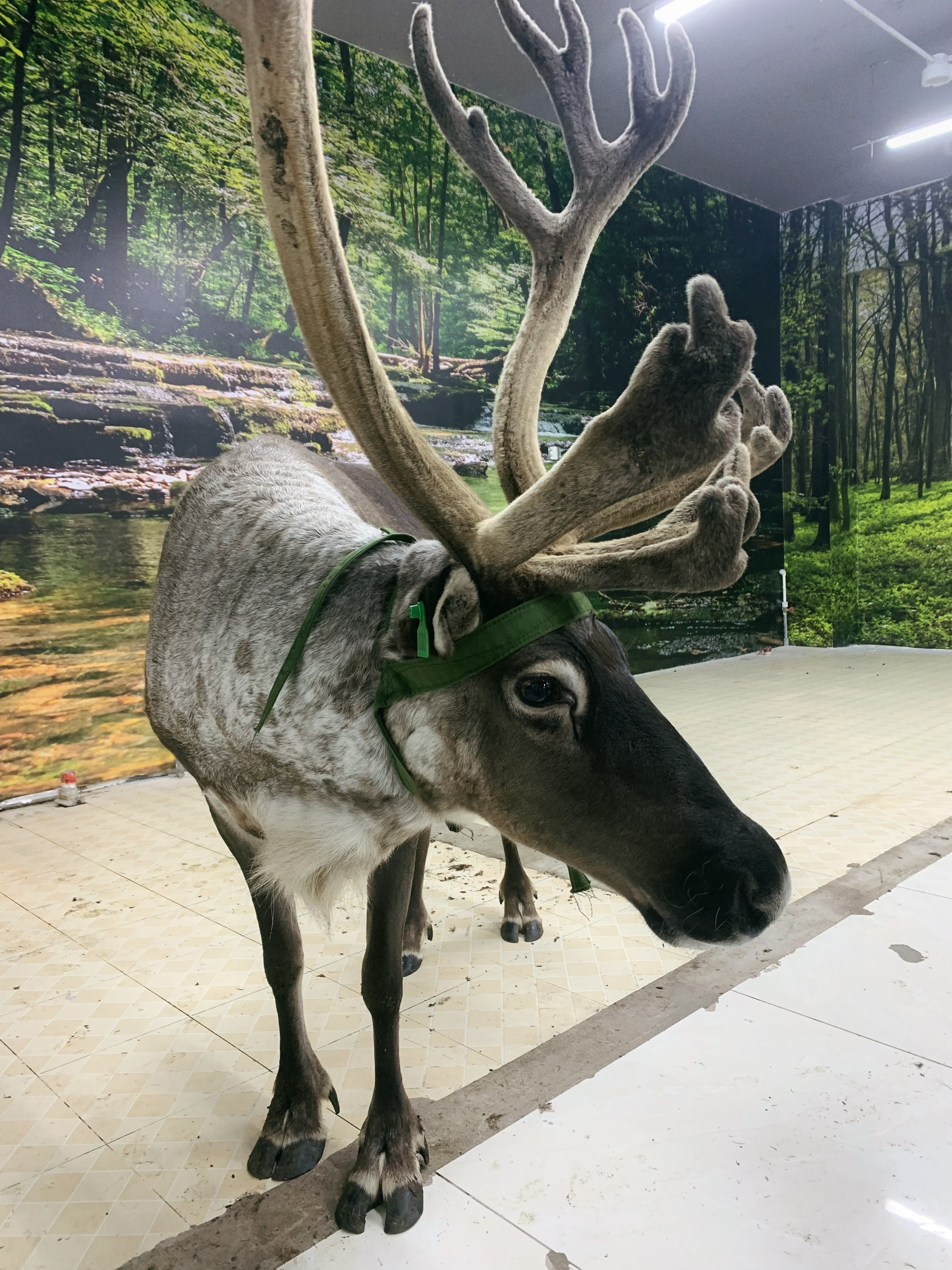 通州喂小动物—室内动物园:羊驼,设特兰矮马,驯鹿近距离接触