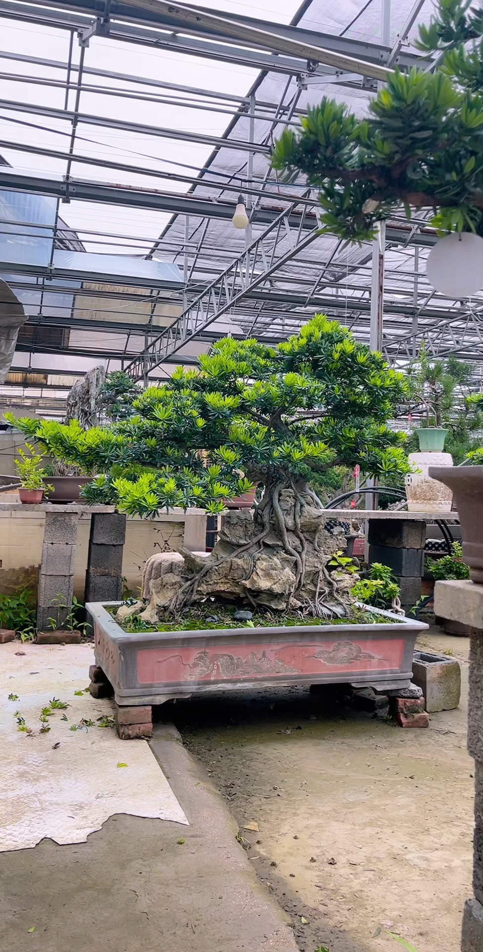 精品提根附石罗汉松