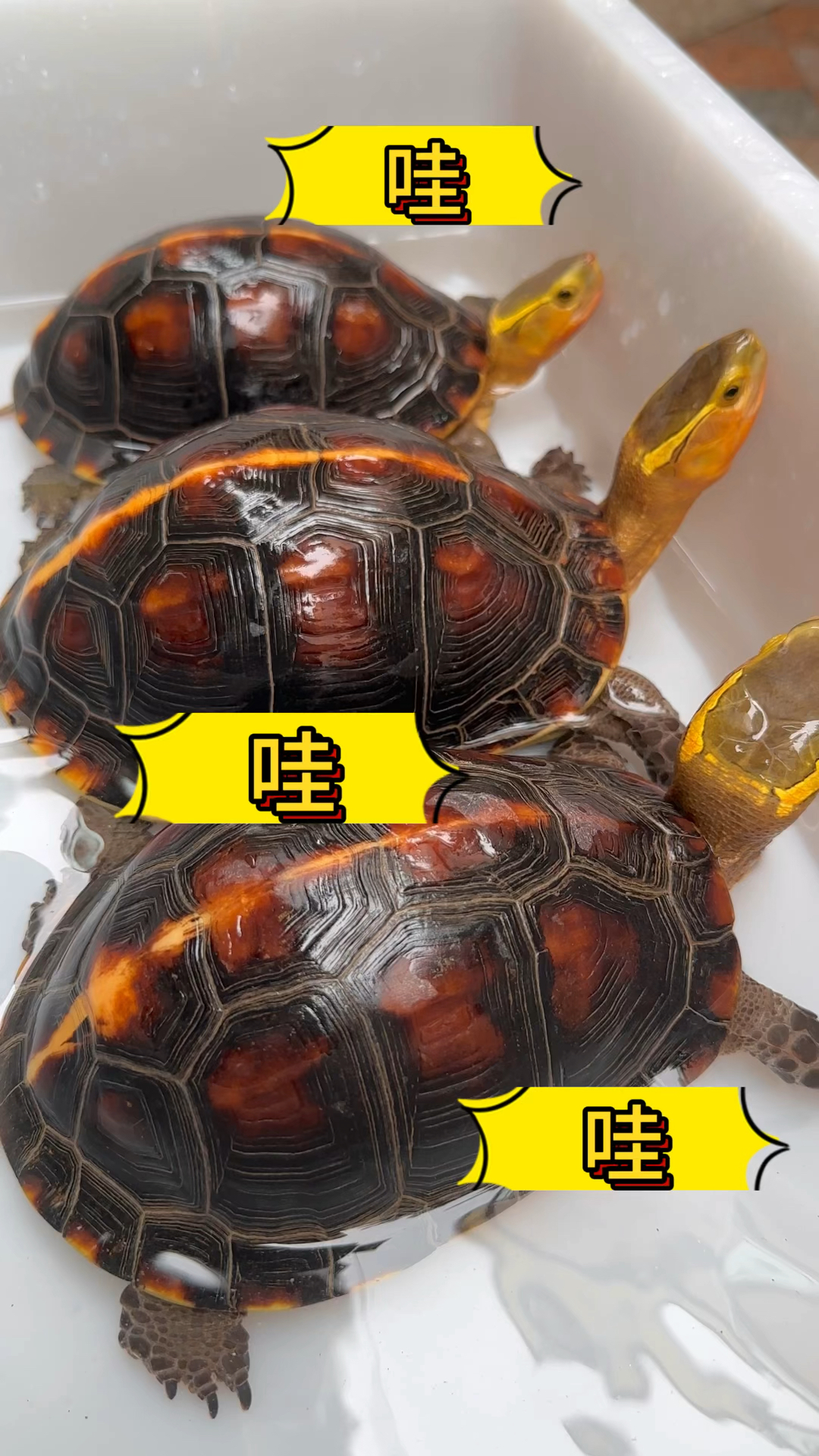 这种那么漂亮的安缘龟能打动你吗?